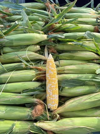 Non GMO Corn from Country Rhodes Farm - 1 unit