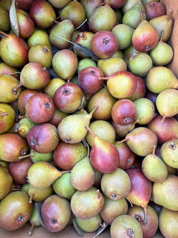 Sekle Pear from Cirone Farms 1 pound