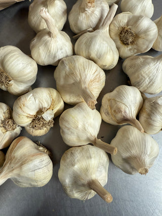 Organic Cured Inchelium Garlic from Apricot Lane Farms 2 units Certified Biodynamic