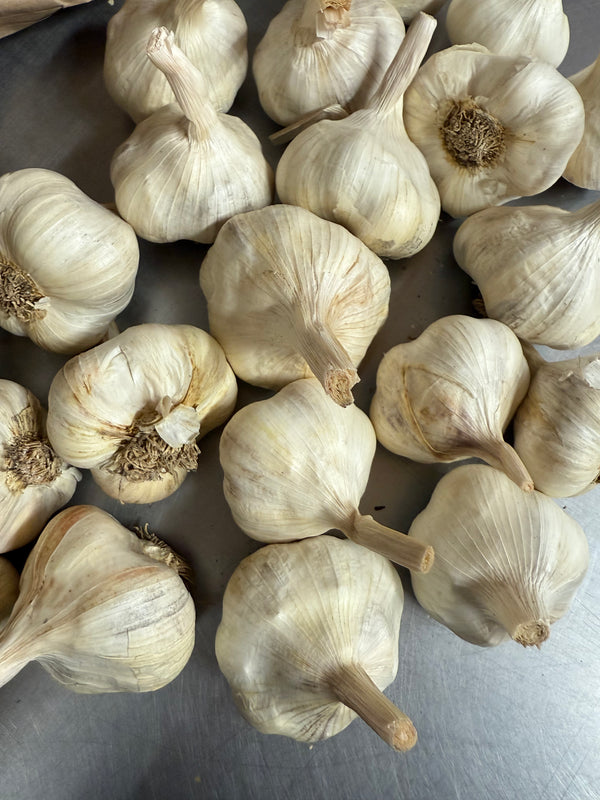 Organic Cured Inchelium Garlic from Apricot Lane Farms 2 units Certified Biodynamic