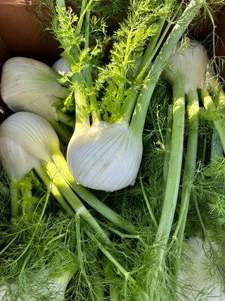 Organic Fennel from Frecker Farms 1 unit