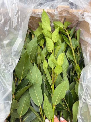 Organic Fresh Bay Leaf from Apricot Lane Farms 1 branch