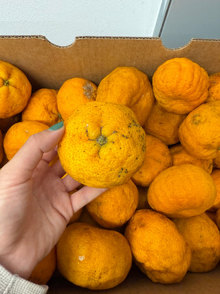 Golden Nuggets 2lbs from Galpin Family Farms