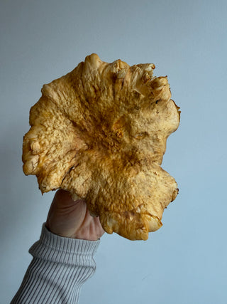 Chanterelle Mushrooms from Mello AG - 1 pound