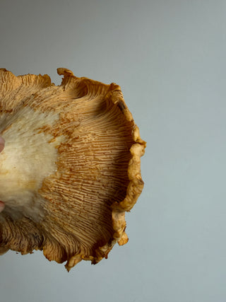 Chanterelle Mushrooms from Mello AG - 1 pound