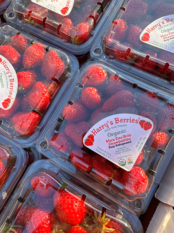 Harry's Berries Strawberries - GAVIOTA & MARA DES BOIS variety