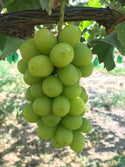 Magical Grapes - Shine Muscat Shinano Smile and Black Beat