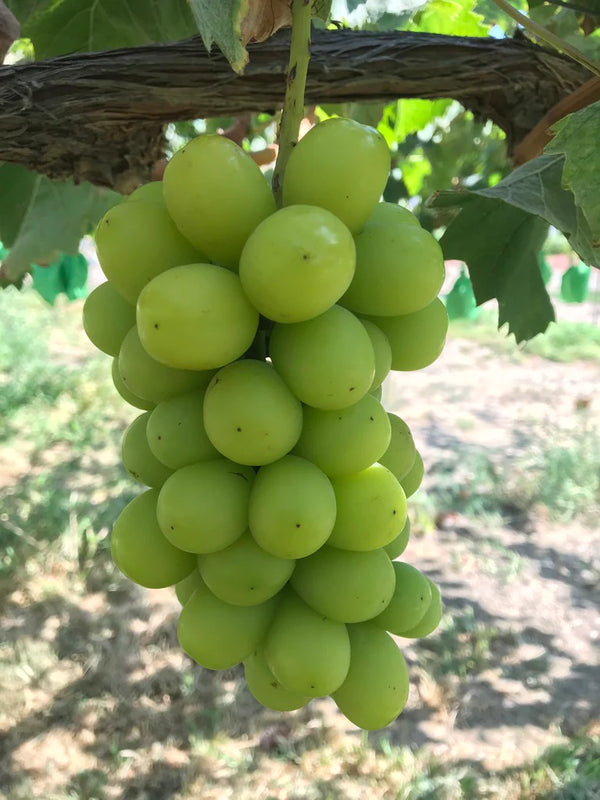 Magical Grapes - Shine Muscat Shinano Smile and Black Beat