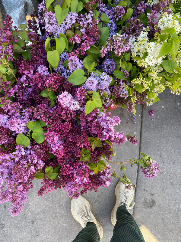 Lilacs from Weiser Family Farms 1 bunch
