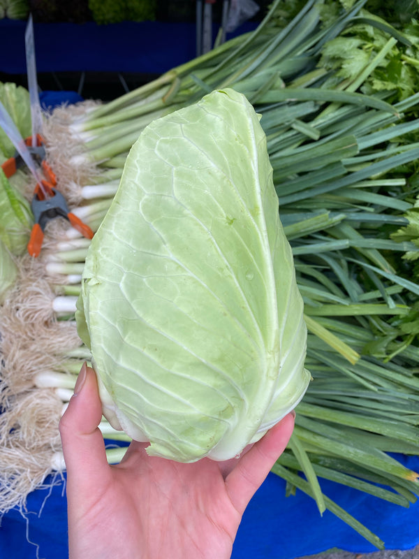 Green Cone Cabbage - Certified Organic - Garden Of - 1 unit