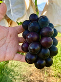 Magical Grapes - Shine Muscat Shinano Smile and Black Beat
