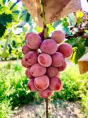 Magical Grapes - Shine Muscat Shinano Smile and Black Beat