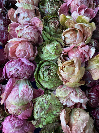 Organic Castelfranco Radicchio from Garden Of Certified Organic 2 units
