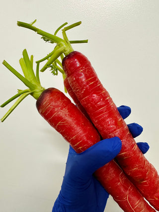 Kintoki Carrots from Garden Of certified organic 2lbs