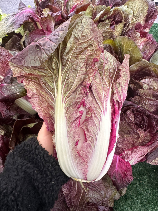 Purple Napa Cabbage from Weiser Family Farms - 1 unit
