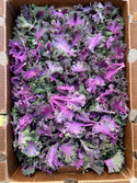 Chidori Kale - Certified Organic from Garden Of