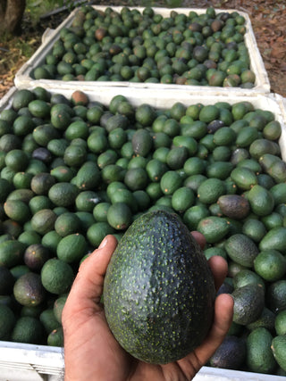 Avocados from Frecker Farms Certified Organic - 2lbs
