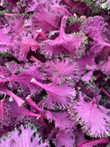 Chidori Kale - Certified Organic from Garden Of