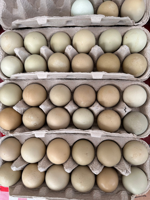 Lilly's Eggs - Brown, Heirloom & Green Eggs from Fillmore, CA