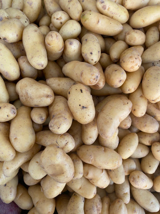 Russian Banana Fingerling Potatoes from Weiser Family Farms